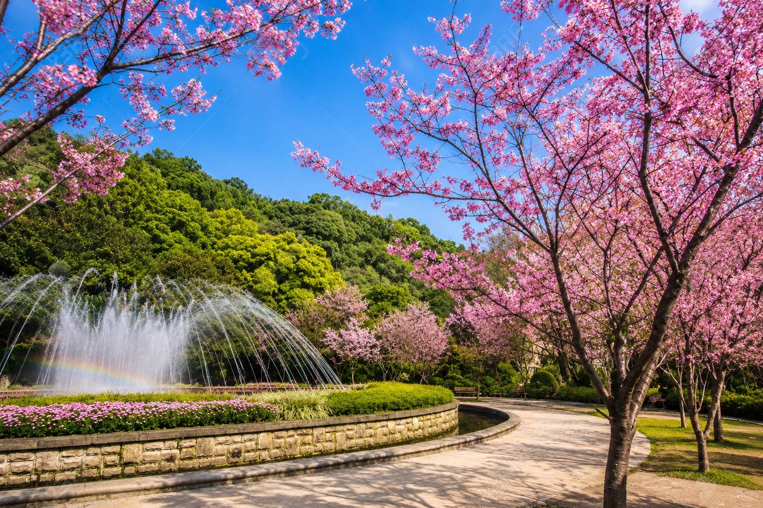 Cherry blossom of Yangming mountain